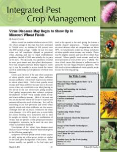 Integrated Pest & Crop Management Virus Diseases May Begin to Show Up in Missouri Wheat Fields By Laura Sweets