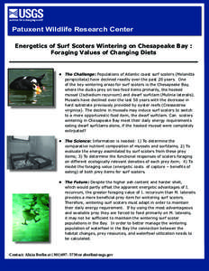 Patuxent Wildlife Research Center Energetics of Surf Scoters Wintering on Chesapeake Bay : Foraging Values of Changing Diets •	 The Challenge: Populations of Atlantic coast surf scoters (Melanitta perspicillata) have d