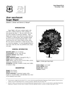 Fact Sheet ST-51 November 1993 Acer saccharum Sugar Maple1 Edward F. Gilman and Dennis G. Watson2