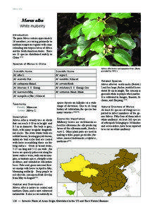 Diplodia / Lemyra / M. alba / Spilosoma / Euproctis / Flora / Agriculture / Spilosomini / Berries / Morus