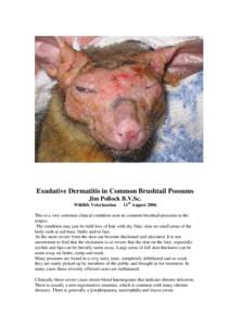 Exudative Dermatitis in Brushtail Possums