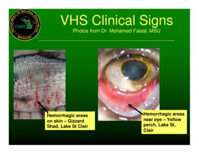 VHS Clinical Signs Photos from Dr. Mohamed Faisal, MSU Hemorrhagic areas on skin – Gizzard Shad, Lake St Clair