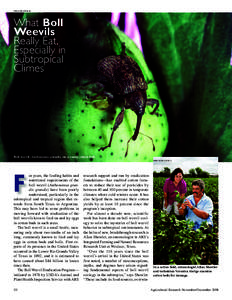 ROB FLYNN (K2742-6)  What Boll Weevils Really Eat, Especially in