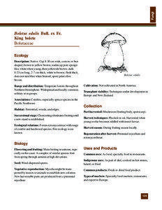 Fungi  Boletus edulis Bull. ex Fr.