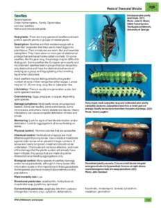 Pests of Trees and Shrubs  Sawflies Several species Order Hymenoptera, Family Diprionidae; common sawflies