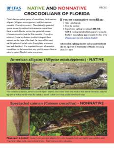 Native and NONNATIVE Crocodilians of Florida Florida has two native species of crocodilians, the American alligator (Alligator mississippiensis) and the American crocodile (Crocodylus acutus). These federally protected s