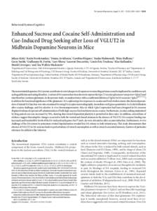 The Journal of Neuroscience, August 31, 2011 • 31(35):12593–12603 • [removed]Behavioral/Systems/Cognitive Enhanced Sucrose and Cocaine Self-Administration and Cue-Induced Drug Seeking after Loss of VGLUT2 in