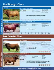 2012 Beef Sires Catalog - Sexing Technologies