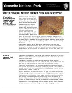 Yosemite National Park  National Park Service U.S. Department of the Interior  Sierra Nevada Yellow-legged Frog (Rana sierrae)