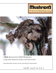 A Real American Ivory-billed Woodpecker: A long-extinct mushroom emerges in the dead of winter Echinodontium ballouii: the beast in the wild, covered with snow. Photo by Bill Neill. Fall 2007 Issue 97, Vol. 25, No. 4