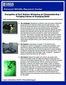 Patuxent Wildlife Research Center Energetics of Surf Scoters Wintering on Chesapeake Bay : Foraging Values of Changing Diets •	 The Challenge: Populations of Atlantic coast surf scoters (Melanitta perspicillata) have d