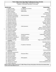 Plantaginaceae / Antennaria / Eriogonum / Gilia / Arenaria / Aliciella / Erigeron / Astragalus / Petradoria / Asterids / Medicinal plants / Penstemon