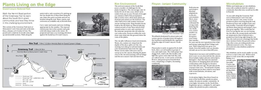 Flora / Pinyon pine / Juniper / Grand Canyon / Pine / Colorado Pinyon / Single-leaf Pinyon / Pinus / Flora of the United States / Western United States