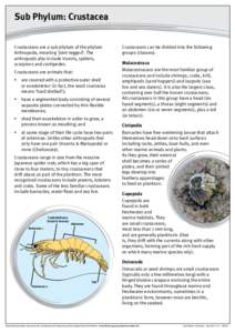 Sub Phylum: Crustacea Crustaceans are a sub phylum of the phylum Arthropoda, meaning ‘joint-legged’. The arthropods also include insects, spiders, scorpions and centipedes. Crustaceans are animals that: