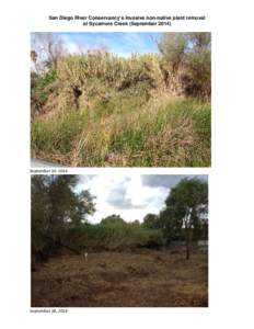 San Diego River Conservancy’s invasive non-native plant removal at Sycamore Creek (September[removed]September 14, 2014  September 18, 2014