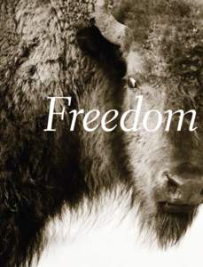 Freedom  w ords B y R ache l Wa l k er | P hotographs by J en J u dge Thanks to a historic new land agreement, bison in the greater Yellowstone area are forging new territory. After