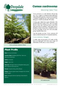 Cornus controversa (Wedding Cake Tree) - Fact Sheet