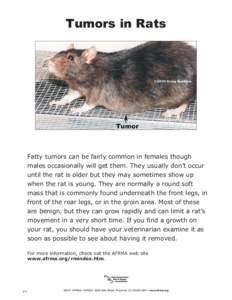 Tumors in Rats  Fatty tumors can be fairly common in females though males occasionally will get them. They usually don’t occur until the rat is older but they may sometimes show up when the rat is young. They are norma