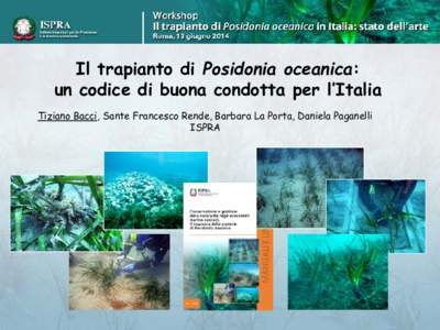Il trapianto di Posidonia oceanica:  un codice di buona condotta per l’Italia