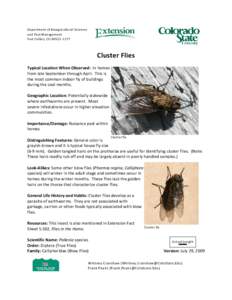 Cluster fly / Phormia regina / Calliphora / Pollenia rudis / Calliphoridae / Phyla / Protostome