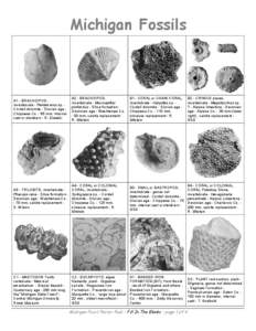 Michigan Fossils  A1 - BRACHIOPOD,