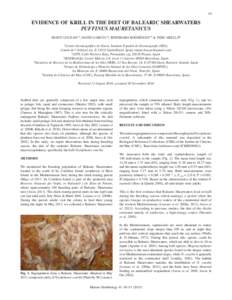 49 	Louzao et al.: Krill in diet of Balearic Shearwaters	 49 EVIDENCE OF KRILL IN THE DIET OF BALEARIC SHEARWATERS PUFFINUS MAURETANICUS