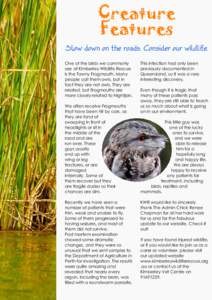 Creature Features Slow down on the roads. Consider our wildlife. One of the birds we commonly see at Kimberley Wildlife Rescue is the Tawny Frogmouth. Many