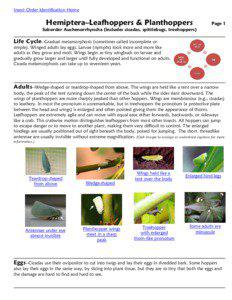 Insect Order Identification Home  Hemiptera–Leafhoppers & Planthoppers