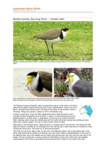 Lapwing / Vanellus / Wattle / Bird / Plover / Spur-winged Lapwing / River Lapwing / Vanellinae / Birds of Australia / Masked Lapwing