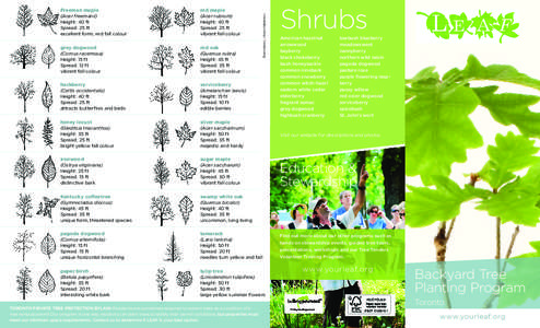 Cornaceae / Cornus / Acer rubrum / Pinus strobus / Acer saccharinum / Pagoda dogwood / Quercus macrocarpa / Quercus bicolor / Quercus velutina / Flora of the United States / Ornamental trees / Medicinal plants