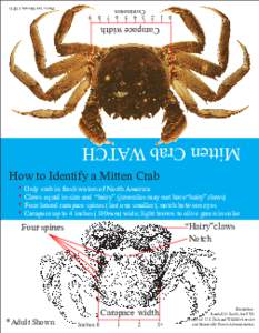 Chinese mitten crab / Shanghai cuisine / Zoology / Crab / Grapsoidea / Phyla / Protostome