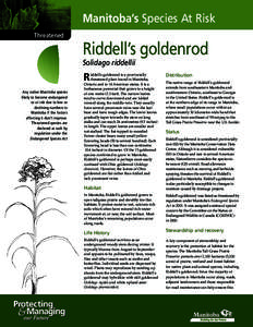 Manitoba’s Species At Risk Threatened Riddell’s goldenrod Solidago riddellii