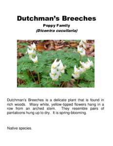 Dutchman’s Breeches Poppy Family (Dicentra cucullaria)  Dutchman’s Breeches is a delicate plant that is found in