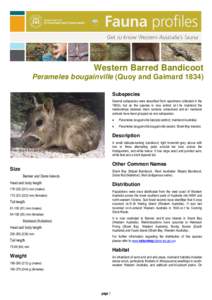 Western Barred Bandicoot Perameles bougainville (Quoy and Gaimard[removed]Subspecies Several subspecies were described from specimens collected in the 1800s, but as the species is now extinct on t he mainland the relations