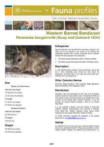 Long-nosed bandicoot / Peramelidae / Faure Island / Dorre Island / Bandicoot / Fauna of Australia / Bernier Island / Eastern Barred Bandicoot / Threatened fauna of Australia / Mammals of Australia / Peramelemorphs / Western Barred Bandicoot