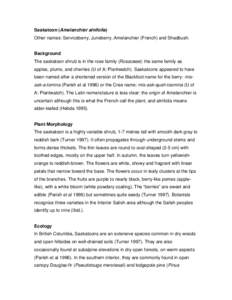 Saskatoon (Amelanchier alnifolia) Other names: Serviceberry, Juneberry, Amelanchier (French) and Shadbush. Background The saskatoon shrub is in the rose family (Rosaceae): the same family as apples, plums, and cherries (