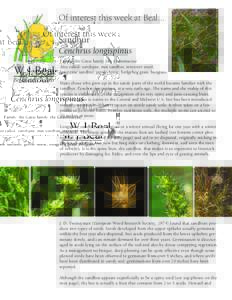 Bur / Plant morphology / Plant reproduction / Cenchrus longispinus / Cenchrus / Seed / Fruit / Cenchrus spinifex / Cenchrus echinatus