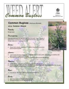 common bugloss Weed Alert