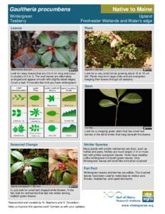 Gaultheria procumbens Wintergreen Teaberry Native to Maine Upland