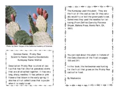 The Kumeyaay used this plant: They ate the fruit of this cactus raw. Or they actually would fry or boil the green pads to eat. Sometimes they used the needles for tattooing (From Delfina Cuero by Florence Shipek, Ballena