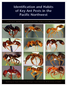 Myrmecology / Ant / Pharaoh ant / Formica rufa / Solenopsis molesta / Tapinoma sessile / Little black ant / Pavement ant / Fire ant / Hymenoptera / Myrmicinae / Entomology