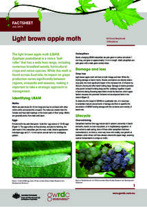 FACTSHEET July 2013 Light brown apple moth The light brown apple moth (LBAM, Epiphyas postvittana) is a native ‘leafroller’ that has a wide host range, including