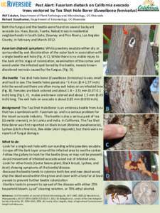  	
  	
  	
  	
  Pest	
  Alert:	
  Fusarium	
  dieback	
  on	
  California	
  avocado	
  	
   trees	
  vectored	
  by	
  Tea	
  Shot	
  Hole	
  Borer	
  (Euwallacea	
  fornicatus)	
   Akif	
  Eskal