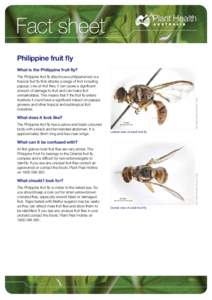 Fact sheet Philippine fruit fly The Philippine fruit fly (Bactrocera philippinensis) is a tropical fruit fly that attacks a range of fruit including papaya. Like all fruit flies, it can cause a significant amount of dama