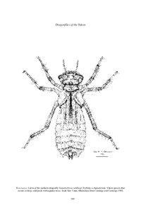 Corduliidae / Somatochlora / Dragonfly / Aeshna / Boreal Bluet / Common Hawker / Lestes dryas / Hudsonian Whiteface / Red-veined Meadowhawk / Odonata / Libellulidae / Aeshnidae