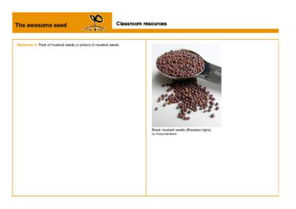 The awesome seed  Classroom resources Resource 2: Pack of mustard seeds or picture of mustard seeds