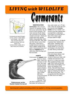 Cormorants are found throughout the northern United States and Canada. In the winter they are found along the coasts and along rivers and lakes in the central northern states and in