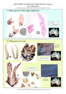 SOUTHERN AUSTRALIAN SPECIES OF Porphyra AT A GLANCE (microscope views are in blue; the coin scale is 24mm or almost 1” wide) I. Plants grow on other algae (epiphytic)