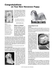 Agriculture / Havanese / Havana silk dog / Bichon / American Kennel Club / Conformation show / Bichon Frise / Toy dogs / Breeding / Dog breeding