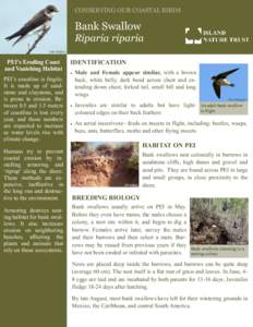 CONSERVING OUR COASTAL BIRDS  Bank Swallow Riparia riparia Julio Mulero